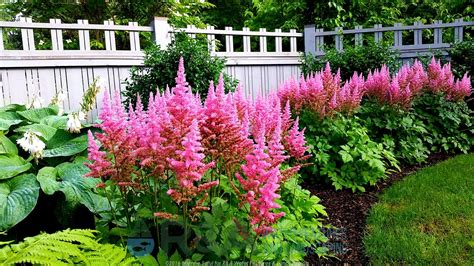 25 Best Deer Tolerant Plants for Your Garden
