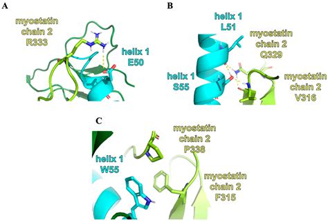 Inhibitor Design Strategy for Myostatin: Dynamics and Interaction ...