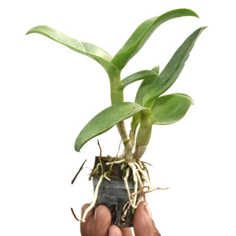 Discover the Enchanting Dendrobium Bom x Thongchai Gold Orchids | Shop Now