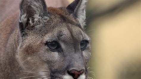 2 recent cougar sightings reported near Troutdale