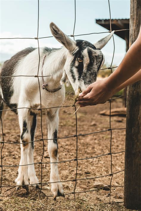 Pygmy Goat Enclosures: Complete Housing & Shelter Guide (2026) | Carefree Goats | Carefree Goats