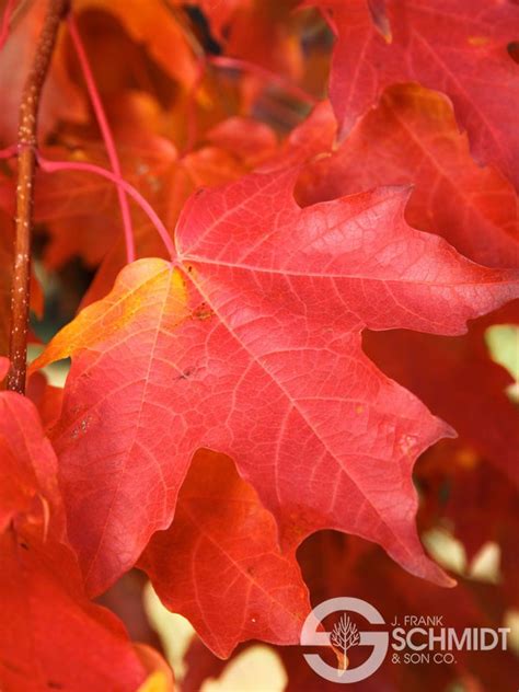 flashfire maple tree problems 的图像结果