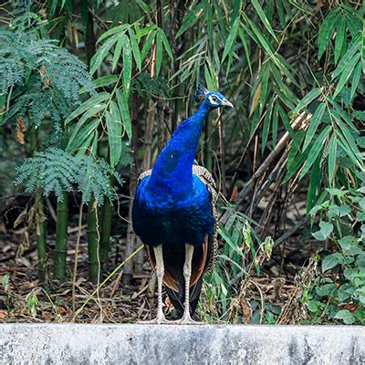 भारतीय मोर - PMC Zoo