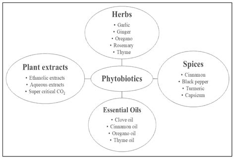 Phytobiotics as Dietary Natural Growth Promoters in Producing High ...