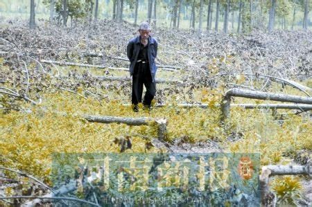 400亩杨树林被扒皮编号遭砍伐？河北灵寿县黄壁庄水库伐林事件受关注｜志愿者反映- 中国生物多样性保护与绿色发展基金会