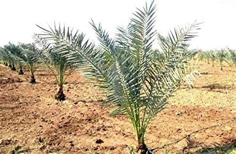 Vixenssell Date Palm, Khajoor, Khajur Plant : Amazon.in: Garden & Outdoors