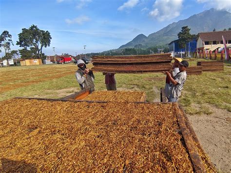 Cara Panen Tembakau yang Baik dan Benar » Boleh Merokok