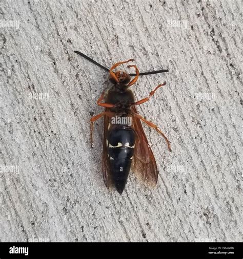 Eastern Cicada-killer Wasp (Sphecius speciosus) Insecta Stock Photo - Alamy