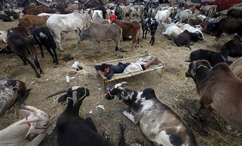 Karnataka's Kolar District Will Cull 258 Cows Following Outbreak Of ...