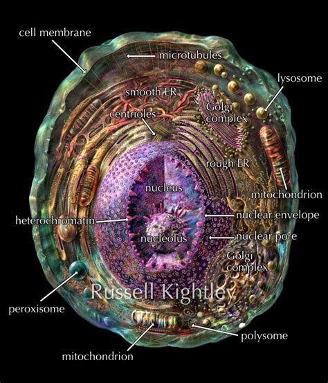 Cell Structure Under Microscope 的图像结果