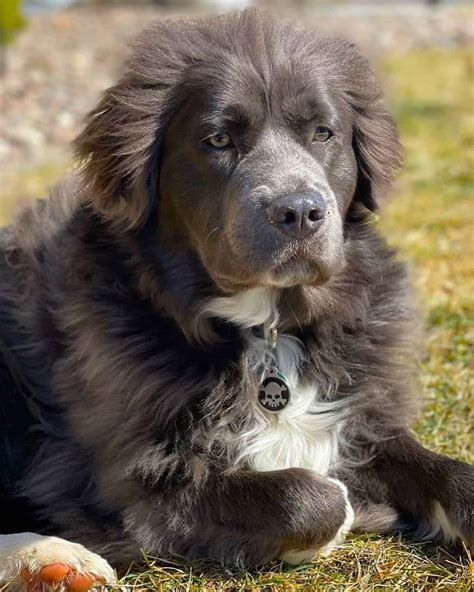 Long-Haired Pitbull: Breed Info, Pictures, Health, Facts & More