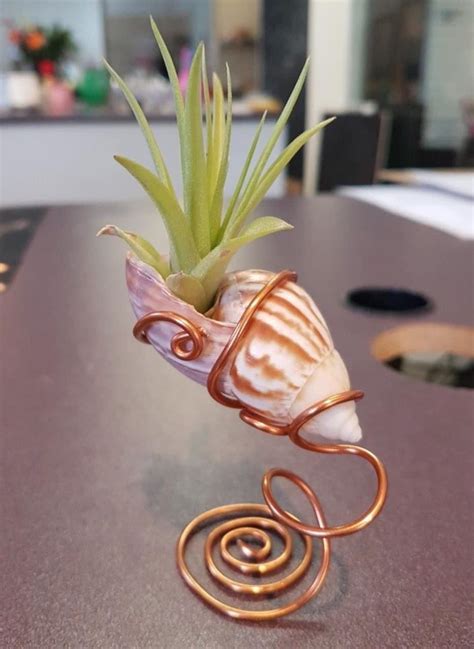 How to Properly Water Air Plants 的图像结果