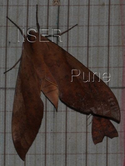 Ramana Athreya @ IISER-Pune : Sphingid Species Notes