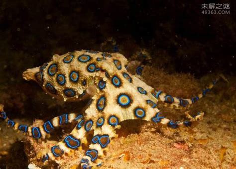 蓝环章鱼的毒性有多强?