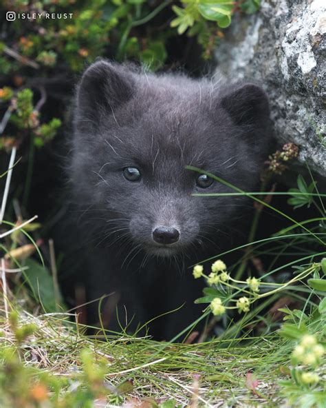 Baby Arctic Fox in Iceland | Baby arctic fox, Fox images, Arctic fox