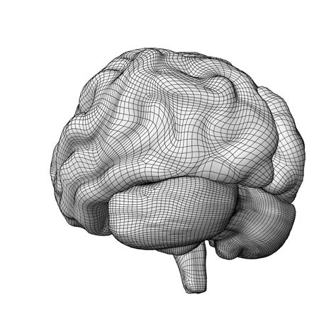 Human Brain 3D Model by AzulUtak