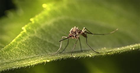 Lymphatic Filariasis (Filaria): India's Elimination Guide | MedicalVault
