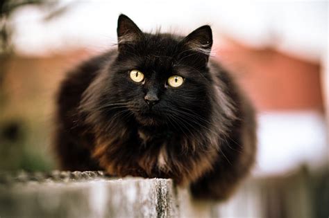 List of Black Cat Breeds [With Pictures]