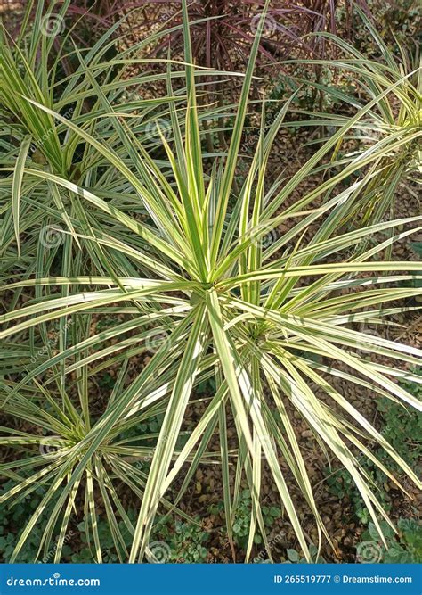 Yucca Silver plant stock image. Image of nature, plant - 265519777