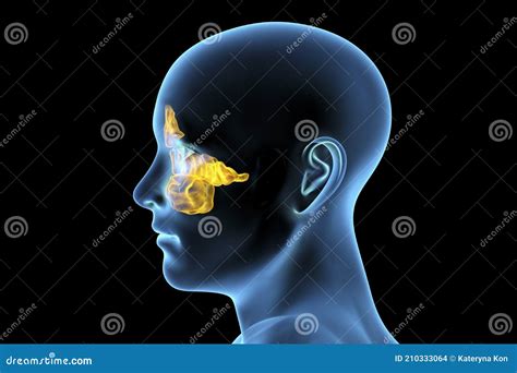 Anatomy of Paranasal Sinuses Stock Illustration - Illustration of sphenoid, healthy: 210333064 - illustration of sinuses