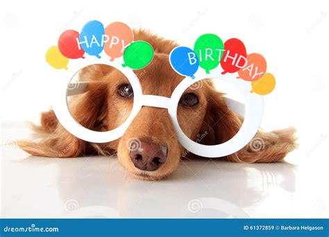 Happy Birthday dog stock image. Image of eyewear, studio - 61372859