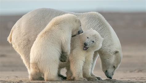 List Of Animals And Their Homes With Young Ones- Images & Names