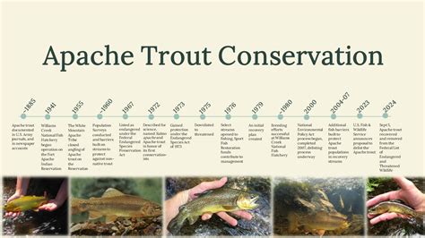 Apache Trout Conservation Timeline | FWS.gov