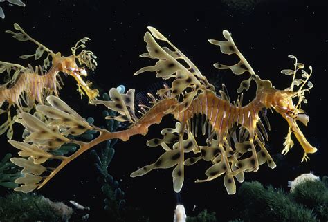 Image result for Human Adaptation Examples