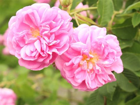 Learn More About Heirloom Old Garden Roses | Gardening Know How