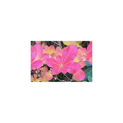 Seedville 50 Pink Royal Azalea Rhododendron Schlippenbachii India | Ubuy