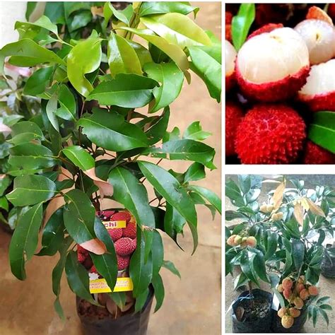 AGRO ALIVE Dwarf Sweet Lychee Litchi Live Plant Air Layered Plant ...