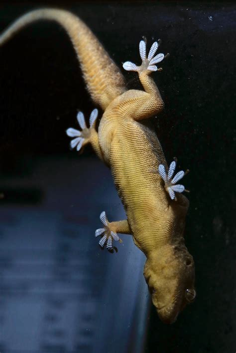 House Lizards And Their Sticky Pads