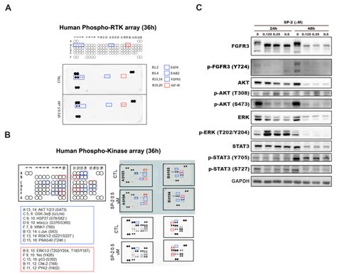 Stellettin B Induces Cell Death in Bladder Cancer Via Activating the ...