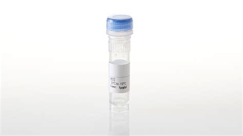 NanoLuc®-DYRK1A Fusion Vector