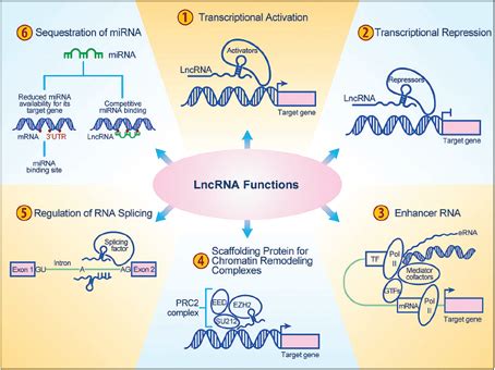 Long Non-Coding RNAs and their “Orchestration” in Cancers
