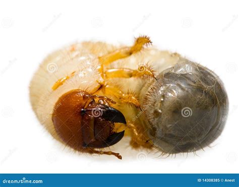 Wriggle June Bug Larva stock image. Image of closeup - 14308385