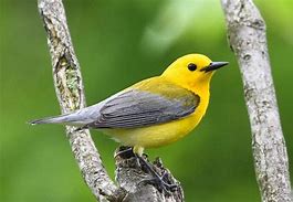 Image result for Cute Yellow Bird