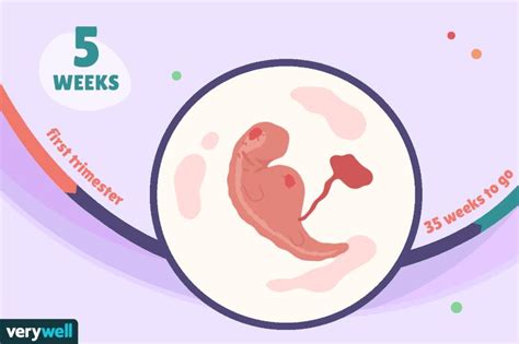孕11-13周+6天的NT检查，有哪些注意事项？ - 知乎