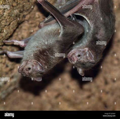 Image result for Common Vampire Bat