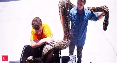 19 Foot Python 的图像结果