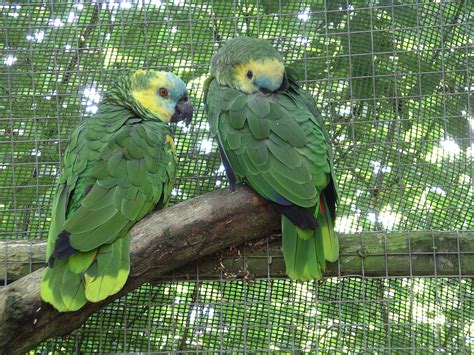 File:Blue-fronted amazon parrot 31l07.JPG - Wikipedia, the free ...