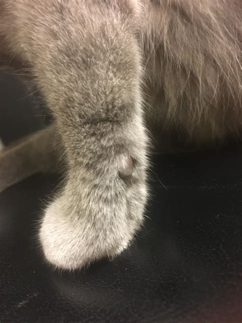 Could someone pleas explain what this is on my cats arm : r/cat