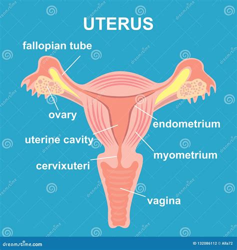 Image result for Female Reproductive System Main Organs