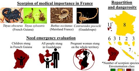 French Scorpionism (Mainland and Oversea Territories): Narrative Review of Scorpion Species ...