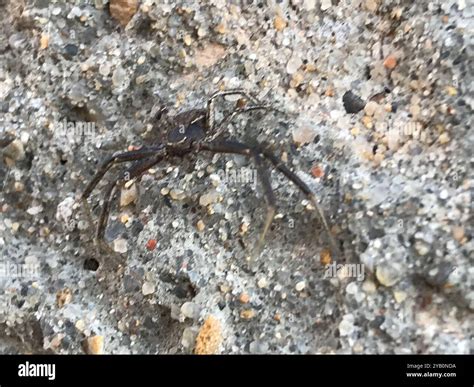 Crab Spiders (Thomisidae) Arachnida Stock Photo - Alamy