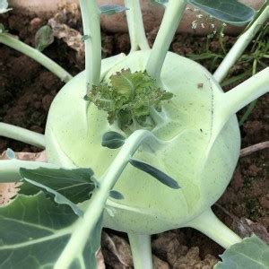 CYBEXIS Hybrid White Kohlrabi Seeds1000 Seeds Seed Price in India - Buy ...