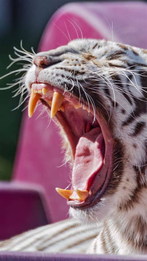 Download wallpaper 800x1420 white tigress, tigress, tiger, grin, fangs ...