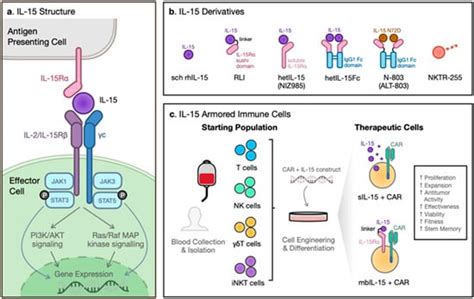 Interleukin 15 in Cell-Based Cancer Immunotherapy