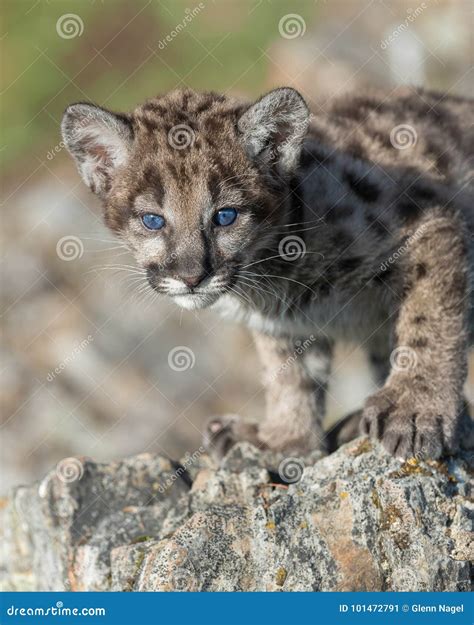 Mountain lion cub stock image. Image of feline, eyes - 101472791