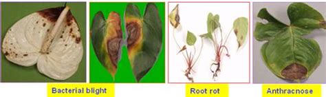 Horticulture :: Flower Crops :: Gladiolus